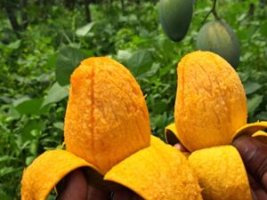 সুমিষ্ট আম্রপালি আম-২০ কেজি
