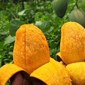 সুমিষ্ট আম্রপালি আম-২০ কেজি