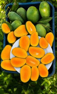 সুমিষ্ট আম্রপালি আম -১ মণ