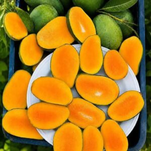 সুমিষ্ট আম্রপালি আম -১ মণ